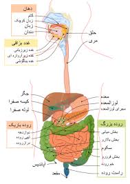 پاورپوینت پانکراس