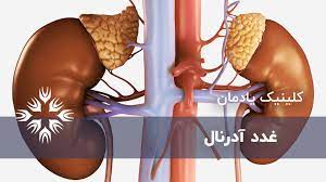 پاورپوینت آدرنال  adrenal