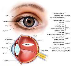 دانلود پاورپوینت چشم واجزاء آن