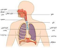 دانلود پاورپوینت ساختار دستگاه تنفسی