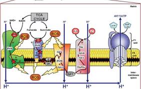 پاورپوینت زنجیره تنفس سلولی ، انتقال الکترون و فسفوریلاسیون اکسیداتیو