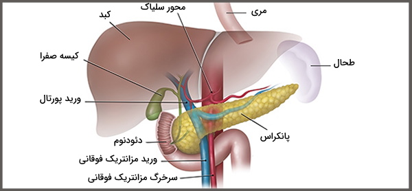 پاورپوینت اناتومی و فیزیولوژی پانکراس