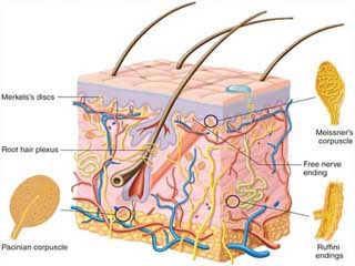 پاورپوینت آناتومی و فیزیولوژی پوست