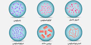 پاورپوینت رده بندی باکتریها