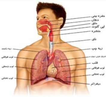 پاورپوینت دستگاه تنفس