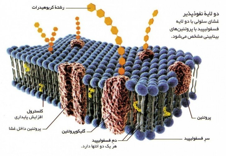 پاورپوینت لیپیدها