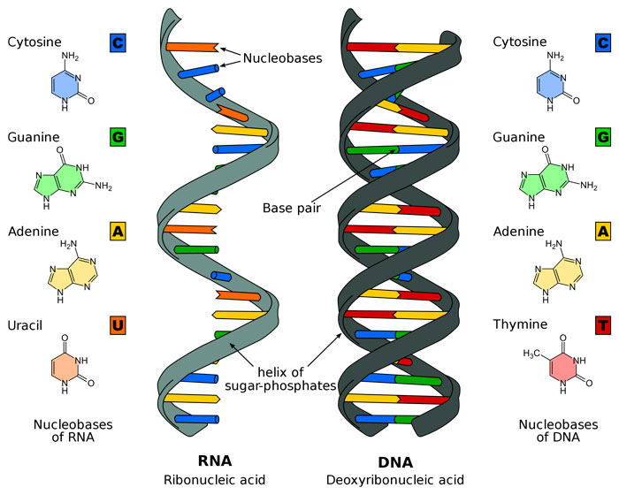 پاورپوینت نوکلئوتیدها  ساختمان DNA ساختمان RNA