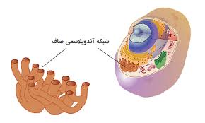 پاورپوینت شبکه آندوپلاسمی (ppt) 30 اسلاید