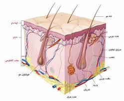 پاورپوینت آناتومی و فیزیولوژی پوست (ppt) 118 اسلاید